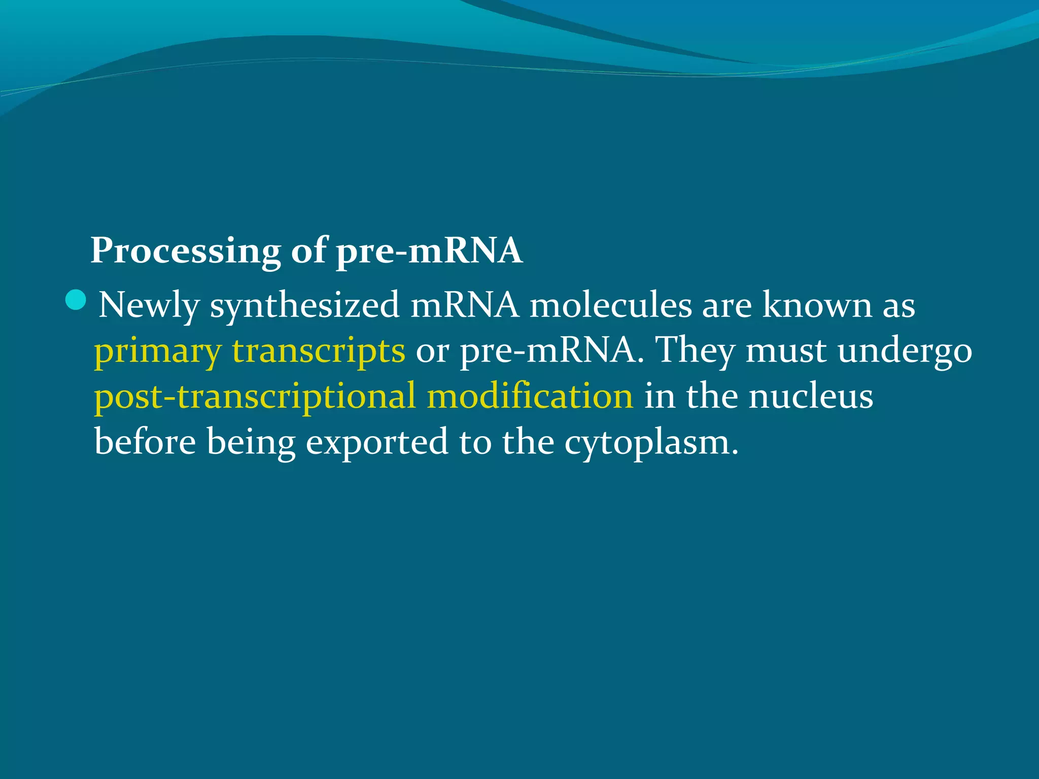 Processing of pre-mRNA
Newly synthesized mRNA molecules are known as
primary transcripts or pre-mRNA. They must undergo
post-transcriptional modification in the nucleus
before being exported to the cytoplasm.
 