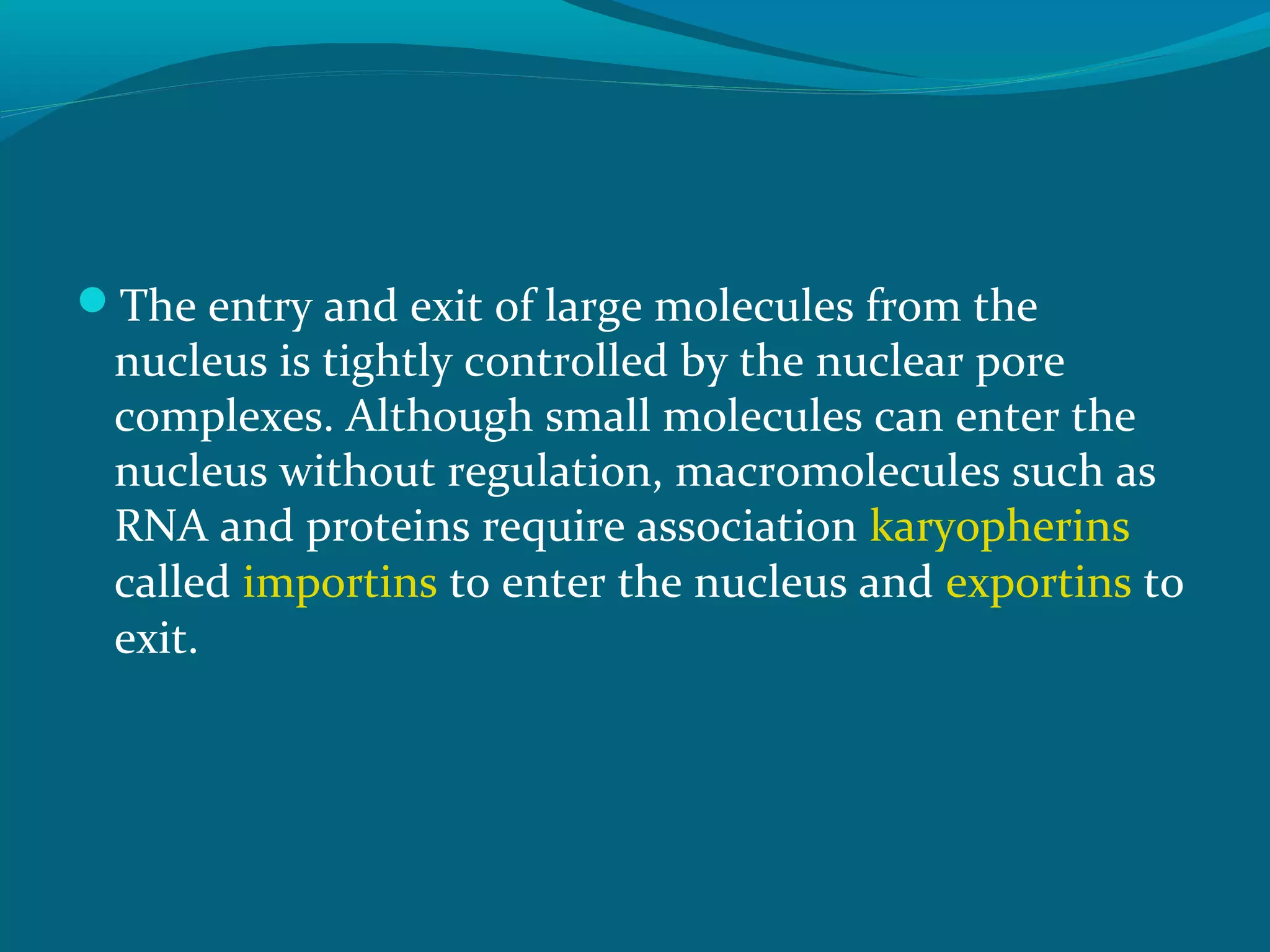 The entry and exit of large molecules from the
nucleus is tightly controlled by the nuclear pore
complexes. Although small molecules can enter the
nucleus without regulation, macromolecules such as
RNA and proteins require association karyopherins
called importins to enter the nucleus and exportins to
exit.
 