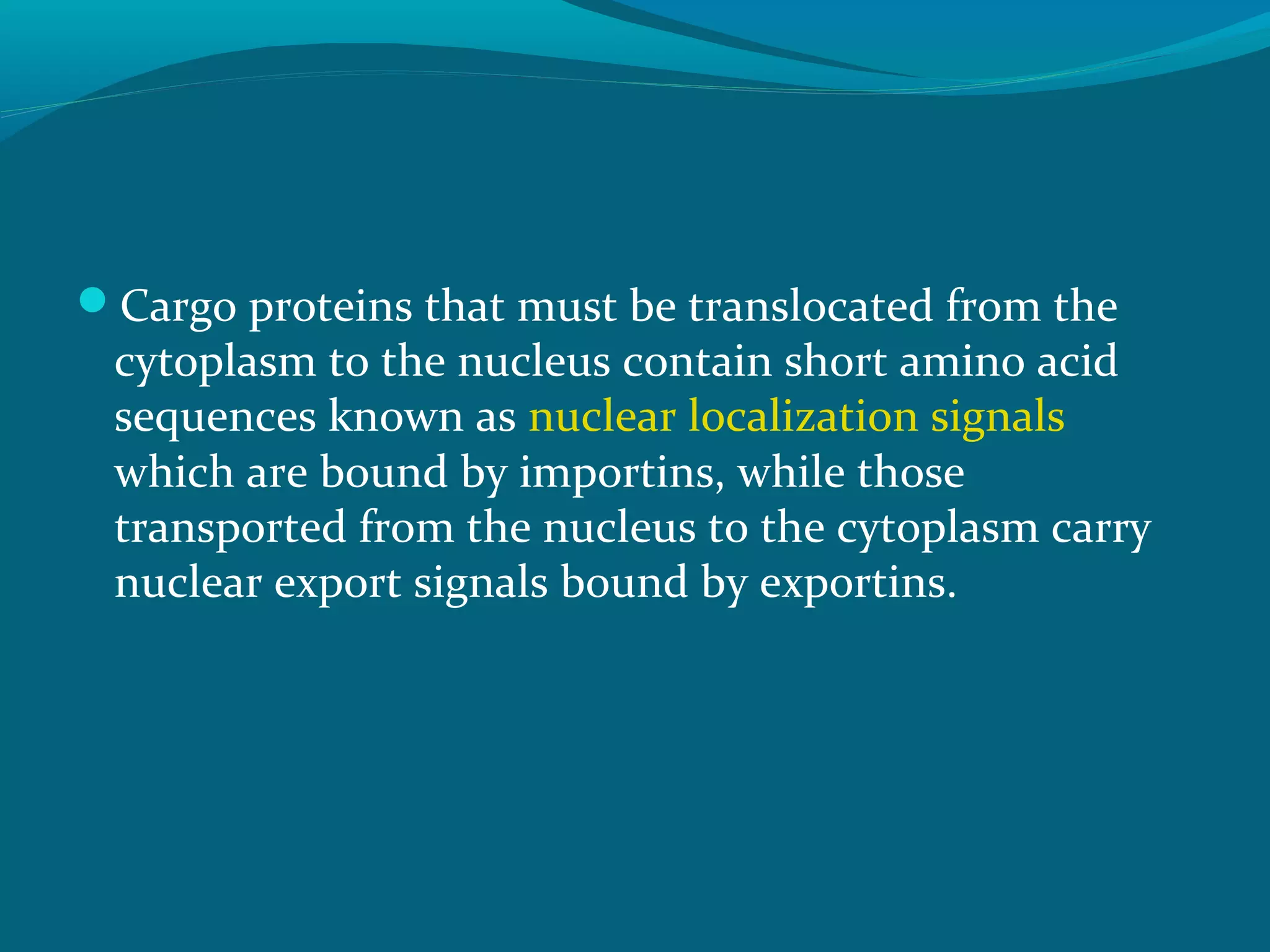 Cargo proteins that must be translocated from the
cytoplasm to the nucleus contain short amino acid
sequences known as nuclear localization signals
which are bound by importins, while those
transported from the nucleus to the cytoplasm carry
nuclear export signals bound by exportins.
 