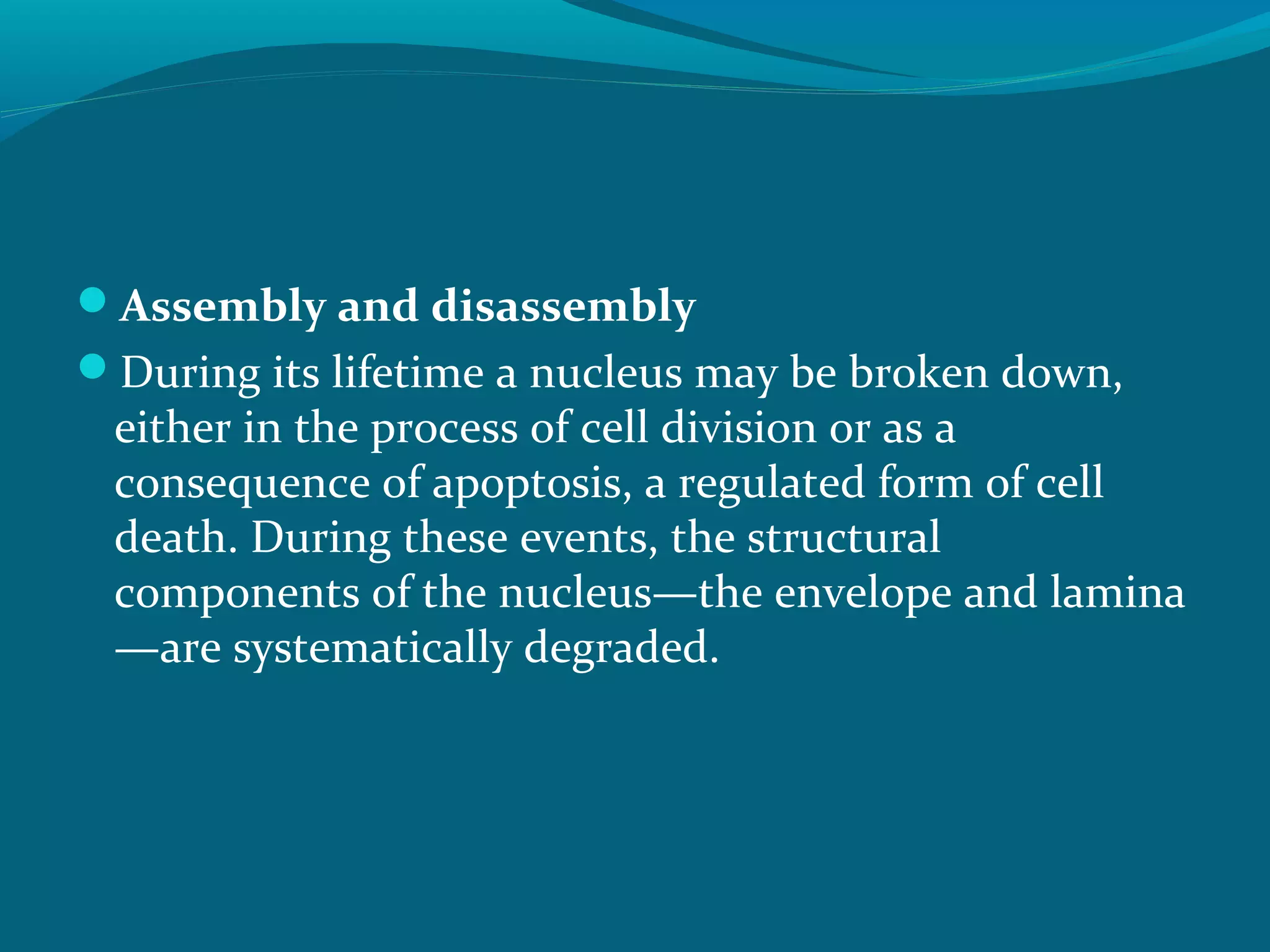 Assembly and disassembly
During its lifetime a nucleus may be broken down,
either in the process of cell division or as a
consequence of apoptosis, a regulated form of cell
death. During these events, the structural
components of the nucleus—the envelope and lamina
—are systematically degraded.
 