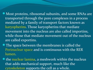 Karyopherins Function Functions of cell organelles | PPT