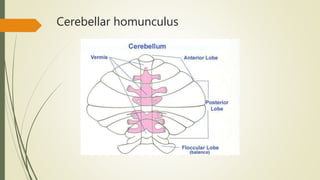 Cerebellar homunculus
 