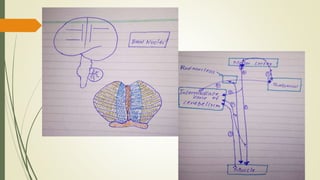 Functions of cerebellum