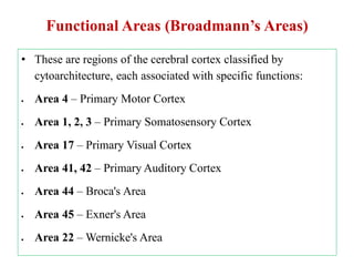 Functions of cerebral jsnsjjsgabancortex-PRB.pdf