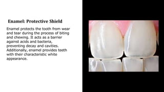 functions of each teeth layer dentestry.pptx