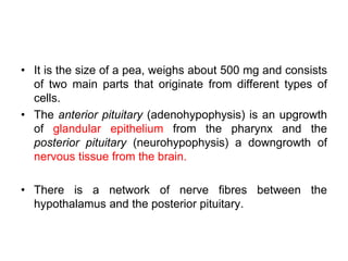• It is the size of a pea, weighs about 500 mg and consists
of two main parts that originate from different types of
cells.
• The anterior pituitary (adenohypophysis) is an upgrowth
of glandular epithelium from the pharynx and the
posterior pituitary (neurohypophysis) a downgrowth of
nervous tissue from the brain.
• There is a network of nerve fibres between the
hypothalamus and the posterior pituitary.
 