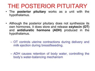 THE POSTERIOR PITUITARY
• The posterior pituitary works as a unit with the
hypothalamus.
• Although the posterior pituitary does not synthesize its
own hormones, it does store and release oxytocin (OT)
and antidiuretic hormone (ADH) produced in the
hypothalamus.
– OT controls uterine contractions during delivery and
milk ejection during breastfeeeding.
– ADH causes retention of body water, controlling the
body‟s water-balancing mechanism
 