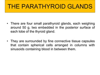 THE PARATHYROID GLANDS
• There are four small parathyroid glands, each weighing
around 50 g, two embedded in the posterior surface of
each lobe of the thyroid gland.
• They are surrounded by fine connective tissue capsules
that contain spherical cells arranged in columns with
sinusoids containing blood in between them.
 