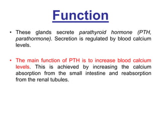 Function
• These glands secrete parathyroid hormone (PTH,
parathormone). Secretion is regulated by blood calcium
levels.
• The main function of PTH is to increase blood calcium
levels. This is achieved by increasing the calcium
absorption from the small intestine and reabsorption
from the renal tubules.
 