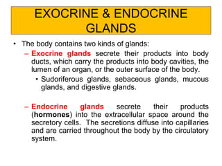 EXOCRINE & ENDOCRINE
GLANDS
• The body contains two kinds of glands:
– Exocrine glands secrete their products into body
ducts, which carry the products into body cavities, the
lumen of an organ, or the outer surface of the body.
• Sudoriferous glands, sebaceous glands, mucous
glands, and digestive glands.
– Endocrine glands secrete their products
(hormones) into the extracellular space around the
secretory cells. The secretions diffuse into capillaries
and are carried throughout the body by the circulatory
system.
 