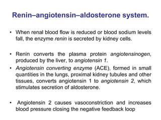 Renin–angiotensin–aldosterone system.
• When renal blood flow is reduced or blood sodium levels
fall, the enzyme renin is secreted by kidney cells.
• Renin converts the plasma protein angiotensinogen,
produced by the liver, to angiotensin 1.
• Angiotensin converting enzyme (ACE), formed in small
quantities in the lungs, proximal kidney tubules and other
tissues, converts angiotensin 1 to angiotensin 2, which
stimulates secretion of aldosterone.
• Angiotensin 2 causes vasoconstriction and increases
blood pressure closing the negative feedback loop
 