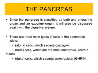 THE PANCREAS
• Since the pancreas is classified as both and endocrine
organ and an exocrine organ, it will also be discussed
again with the digestive system.
• There are three main types of cells in the pancreatic
islets:
• (alpha) cells, which secrete glucagon
• (beta) cells, which are the most numerous, secrete
insulin
• (delta) cells, which secrete somatostatin (GHRIH,
 