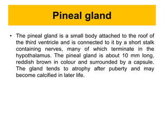 Pineal gland
• The pineal gland is a small body attached to the roof of
the third ventricle and is connected to it by a short stalk
containing nerves, many of which terminate in the
hypothalamus. The pineal gland is about 10 mm long,
reddish brown in colour and surrounded by a capsule.
The gland tends to atrophy after puberty and may
become calcified in later life.
 