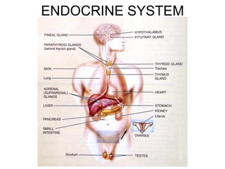 ENDOCRINE SYSTEM
 