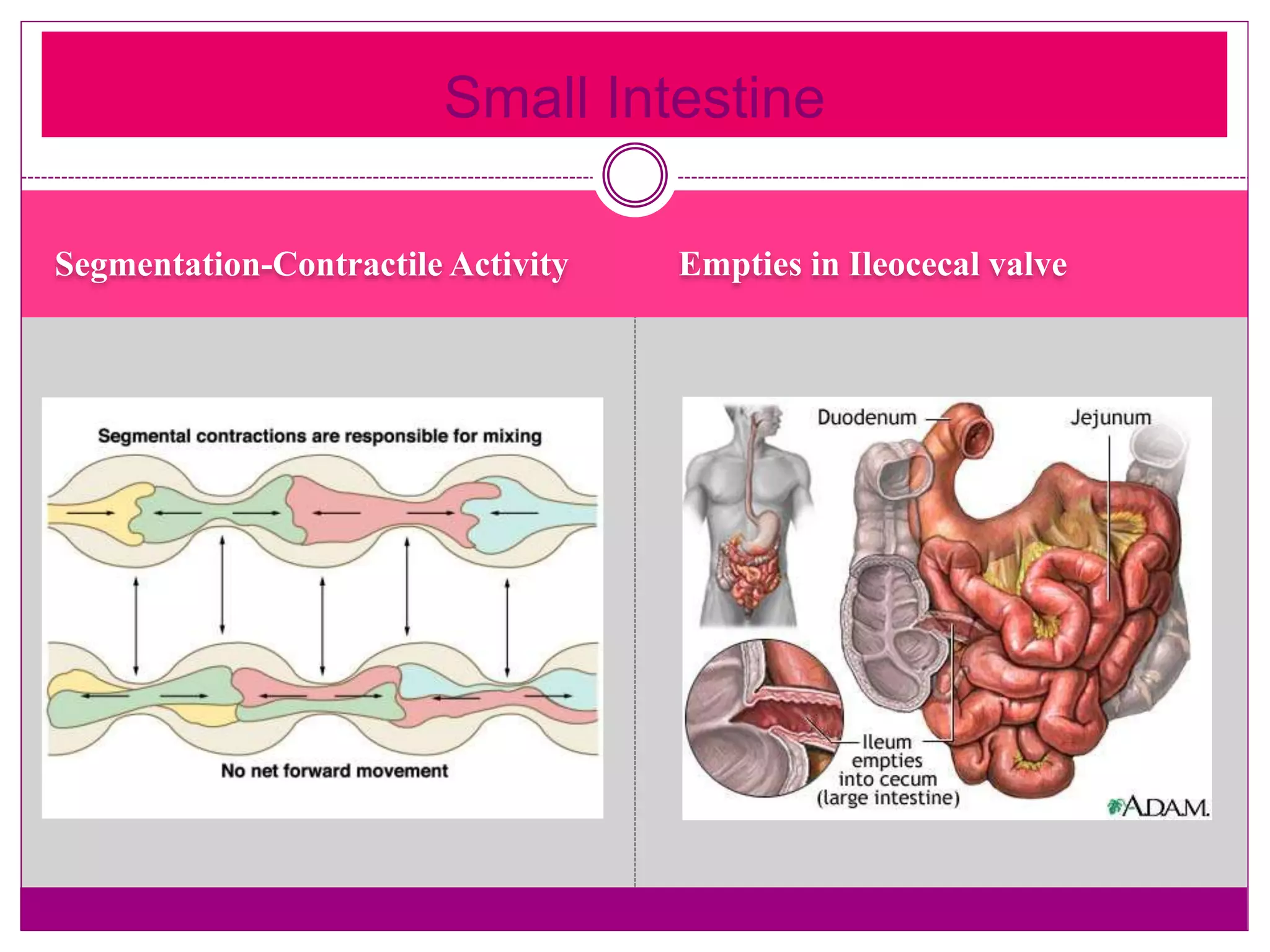 Segmentation-Contractile Activity Empties in Ileocecal valve
Small Intestine
 