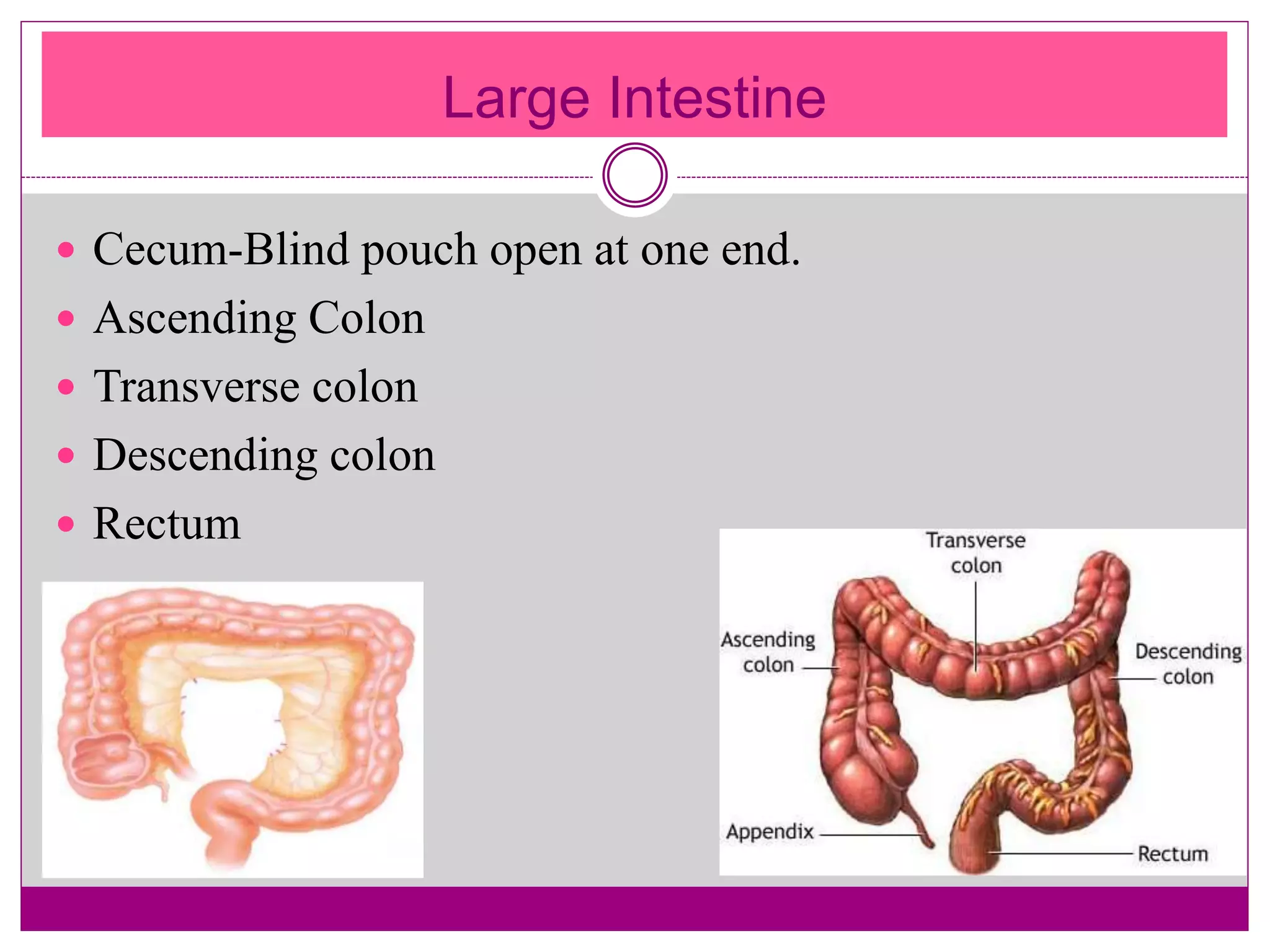 Large Intestine
 Cecum-Blind pouch open at one end.
 Ascending Colon
 Transverse colon
 Descending colon
 Rectum
 