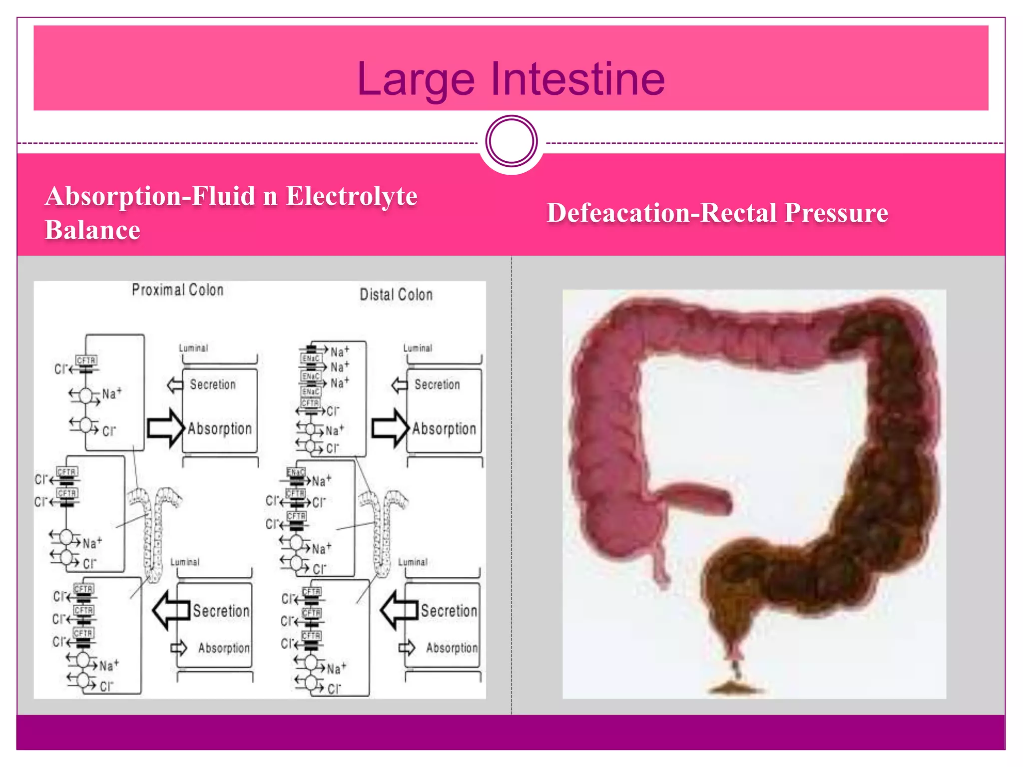 Absorption-Fluid n Electrolyte
Balance
Defeacation-Rectal Pressure
Large Intestine
 