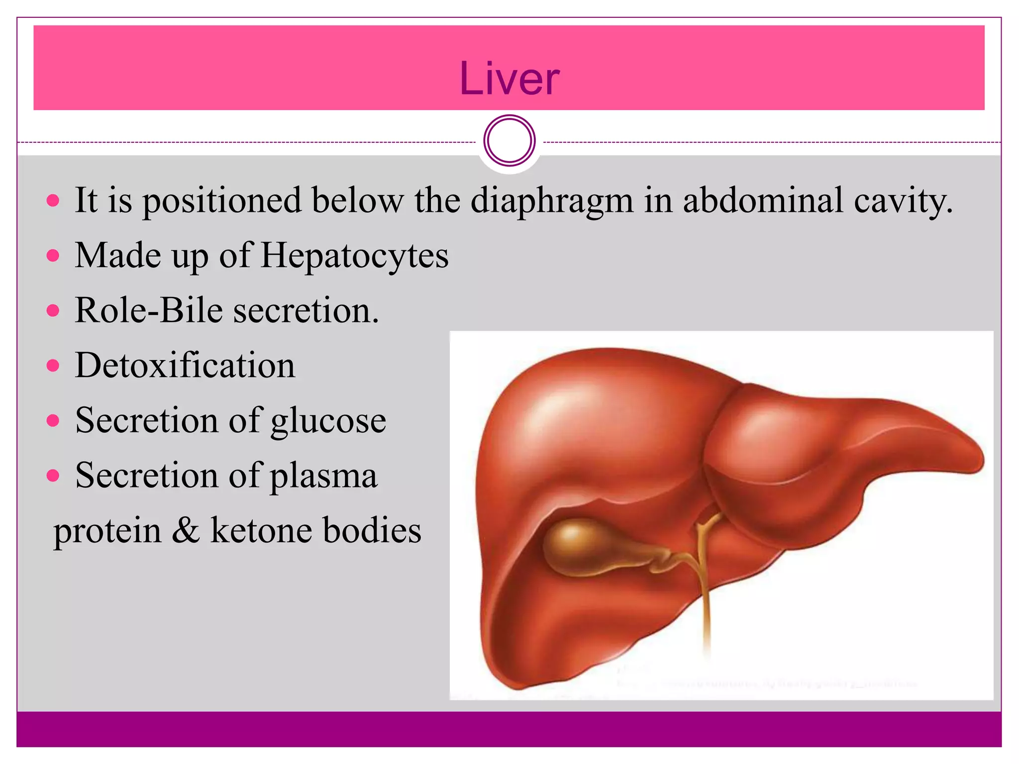 Liver
 It is positioned below the diaphragm in abdominal cavity.
 Made up of Hepatocytes
 Role-Bile secretion.
 Detoxification
 Secretion of glucose
 Secretion of plasma
protein & ketone bodies
 