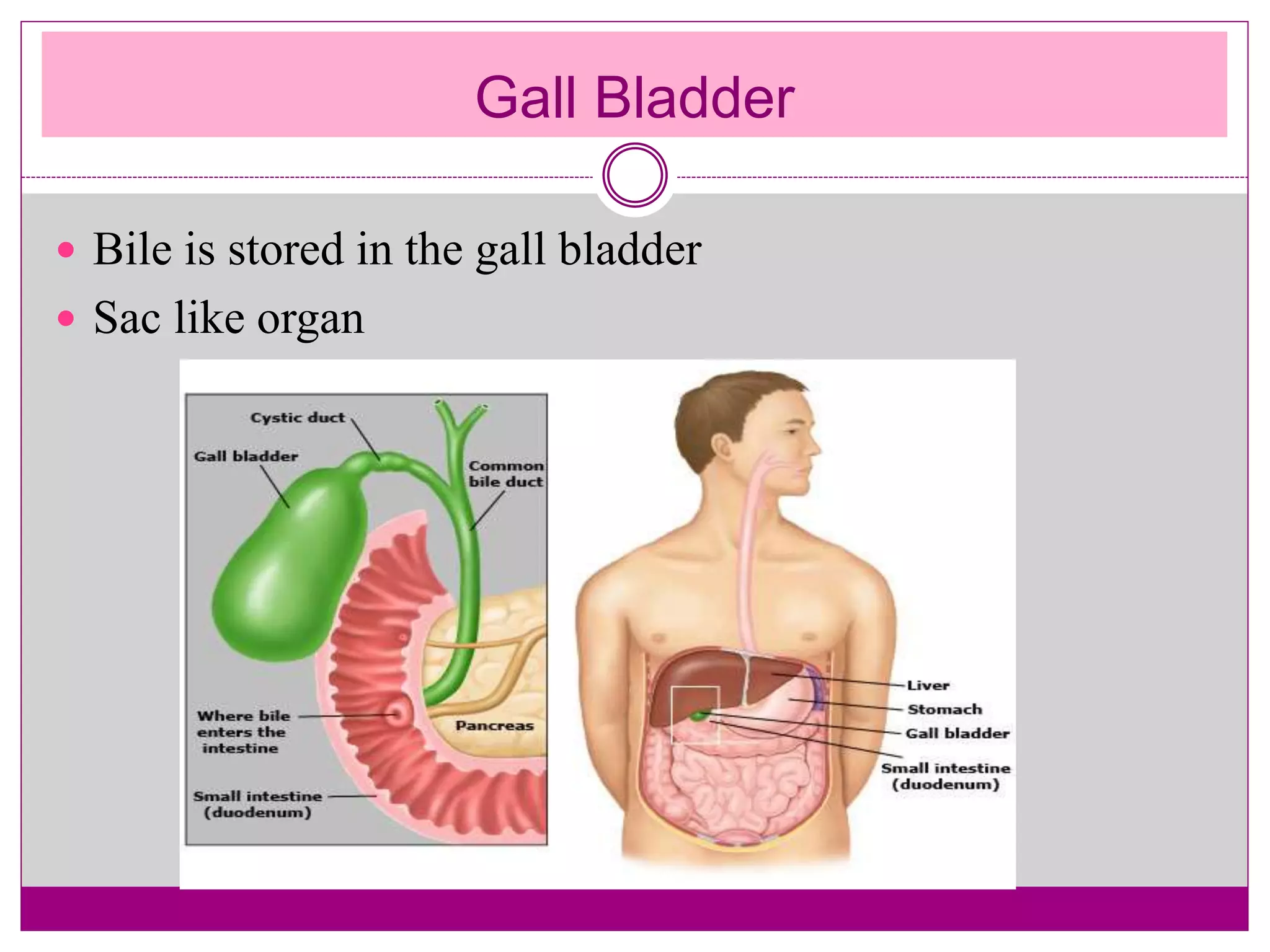 Gall Bladder
 Bile is stored in the gall bladder
 Sac like organ
 
