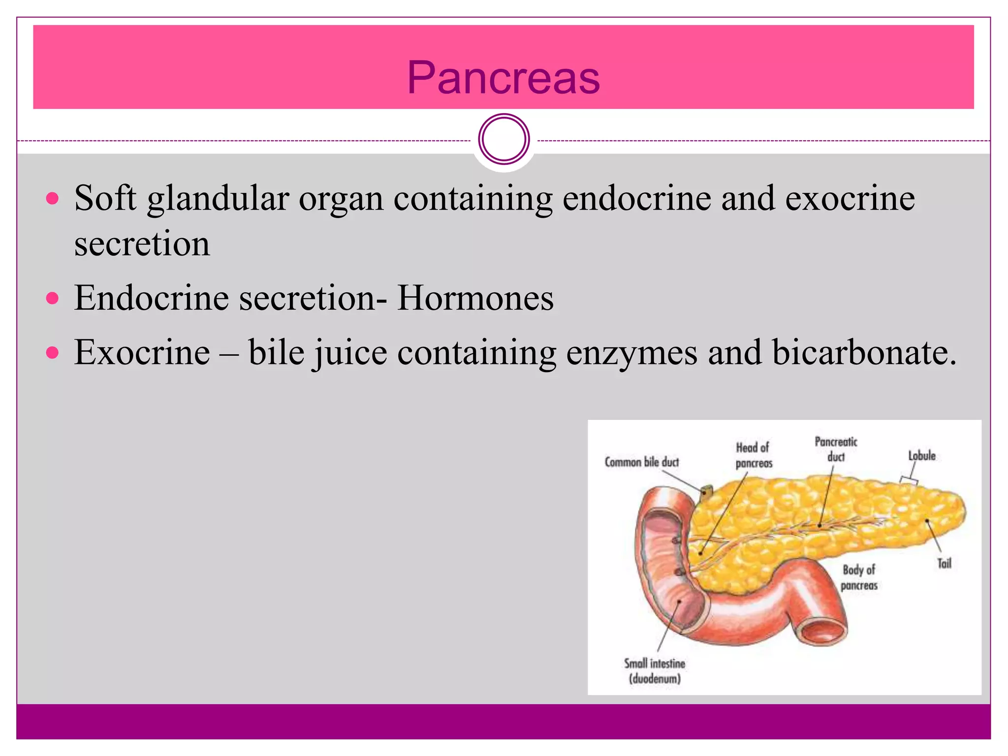 Pancreas
 Soft glandular organ containing endocrine and exocrine
secretion
 Endocrine secretion- Hormones
 Exocrine – bile juice containing enzymes and bicarbonate.
 