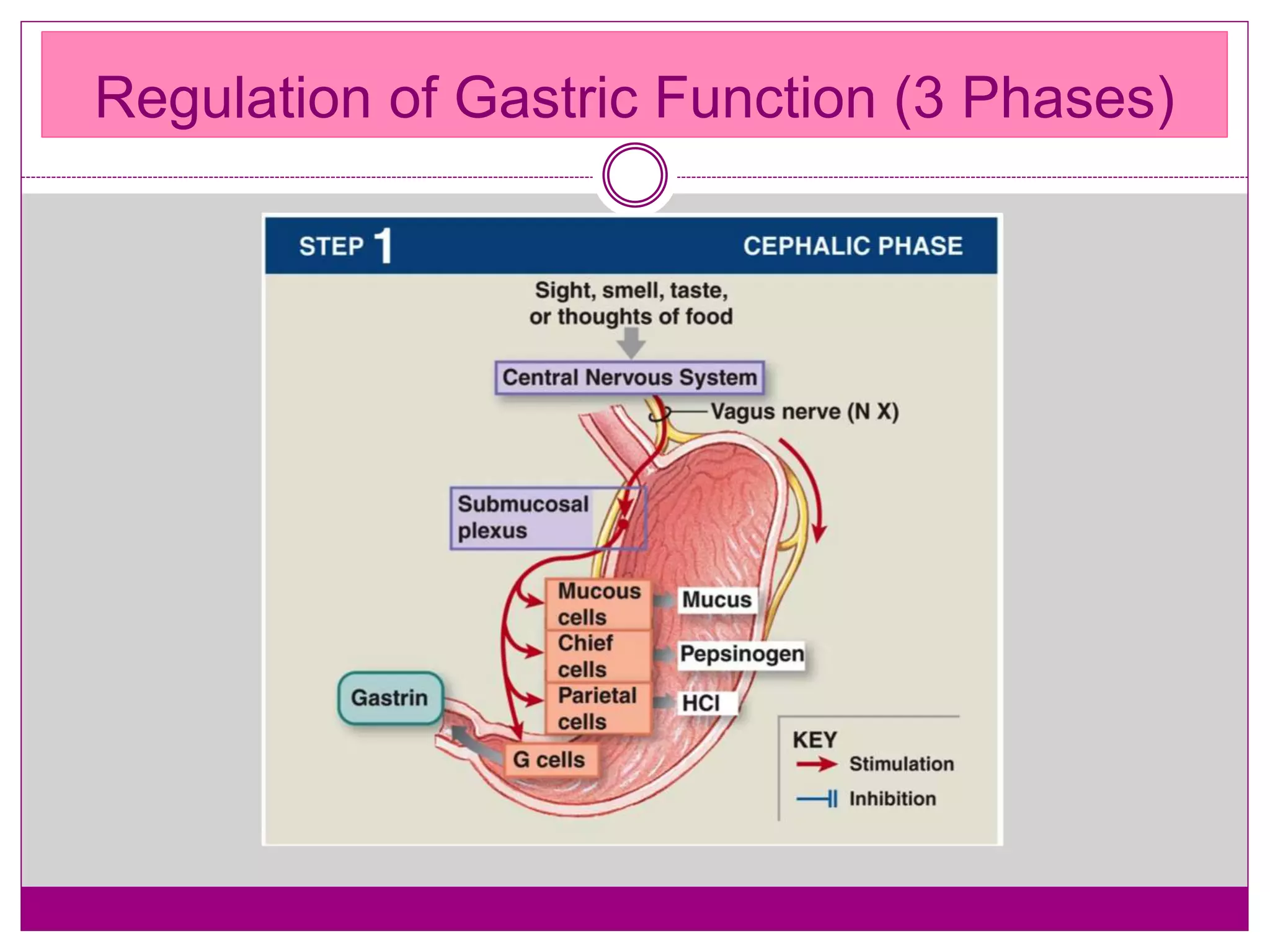 Regulation of Gastric Function (3 Phases)
 