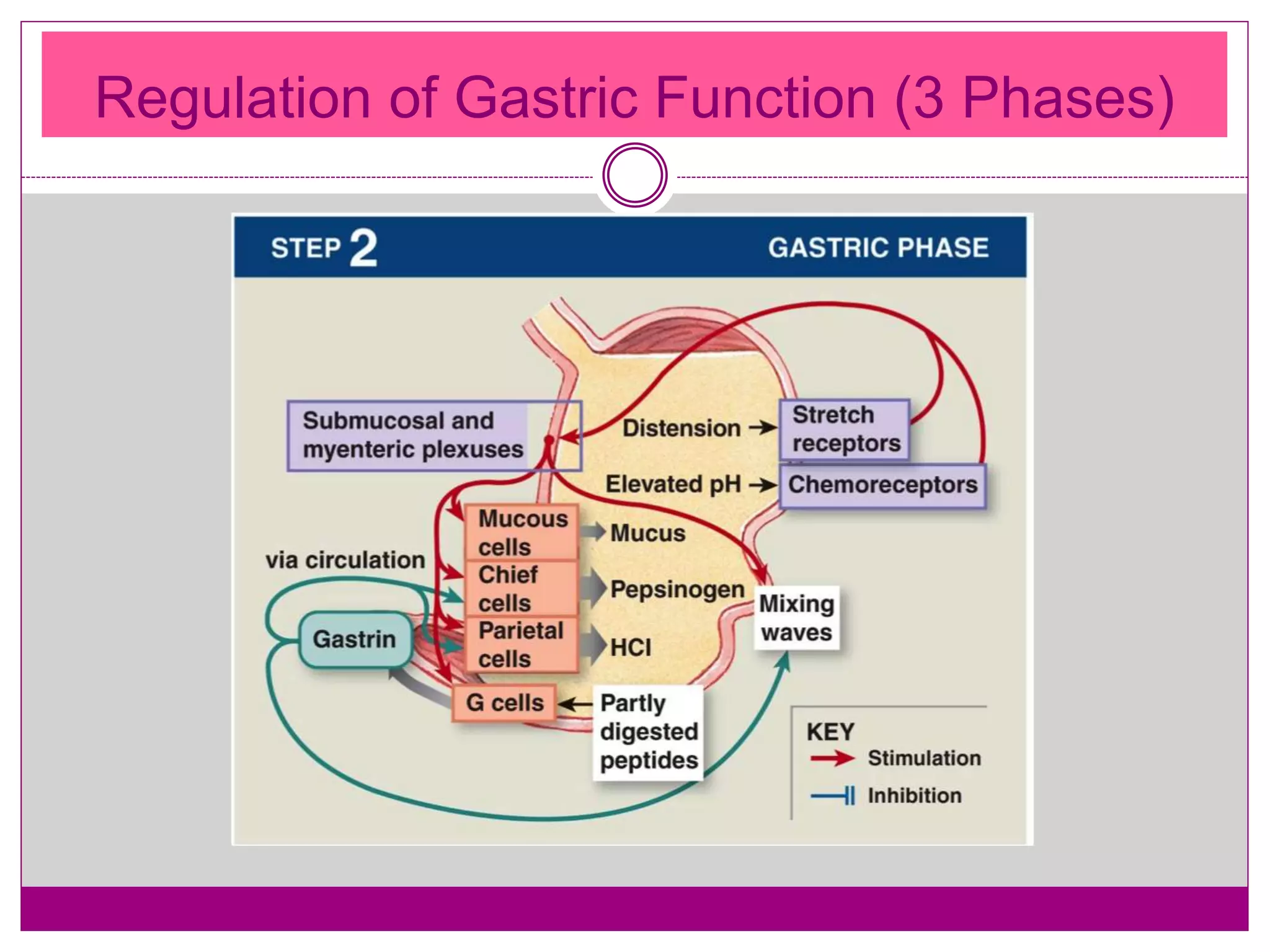 Regulation of Gastric Function (3 Phases)
 