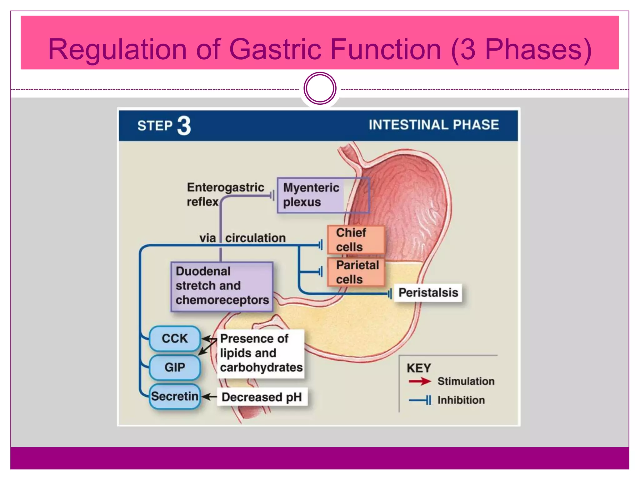Regulation of Gastric Function (3 Phases)
 
