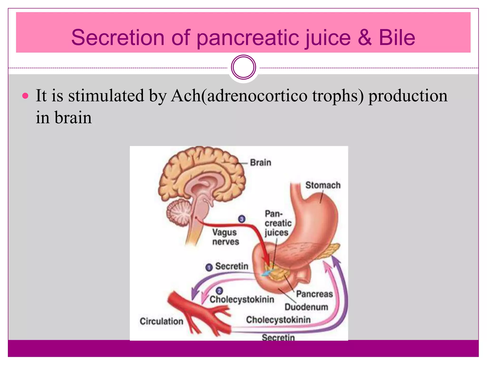 Secretion of pancreatic juice & Bile
 It is stimulated by Ach(adrenocortico trophs) production
in brain
 