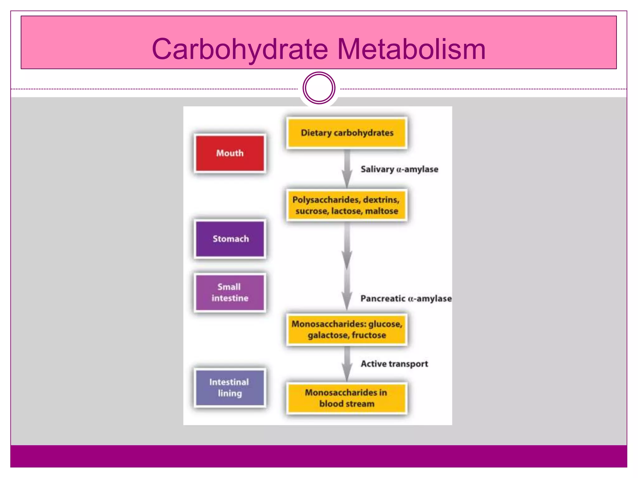 Carbohydrate Metabolism
 