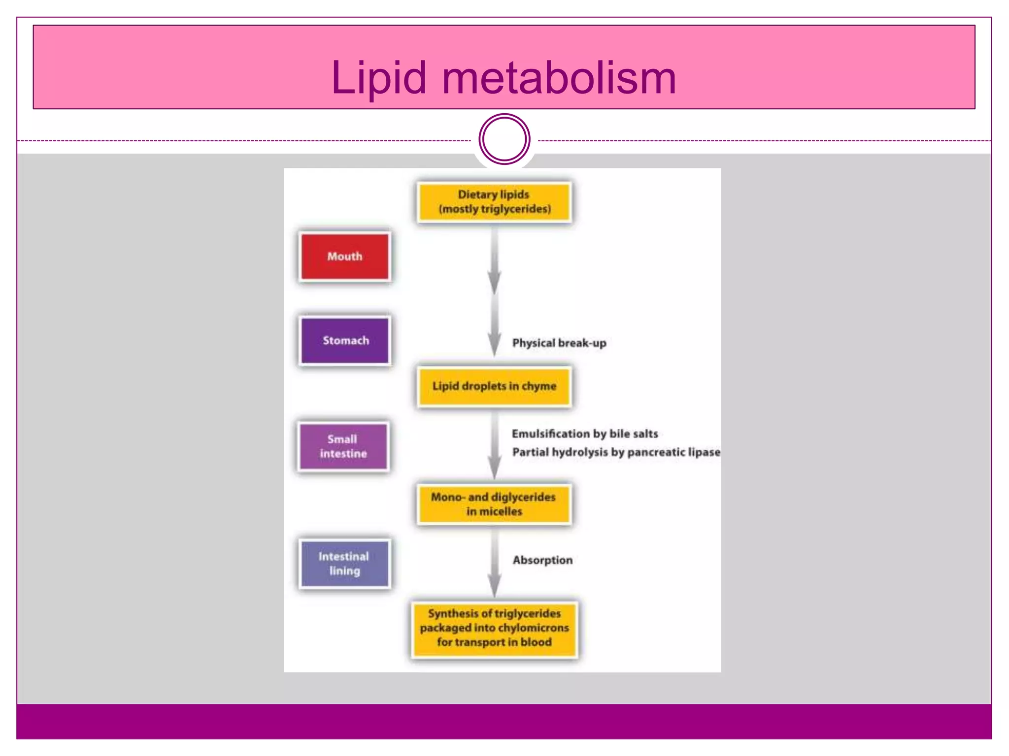 Lipid metabolism
 