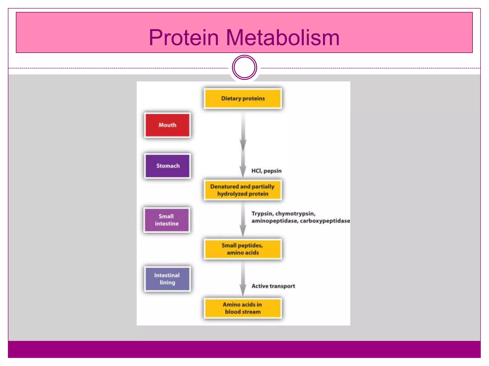 Protein Metabolism
 