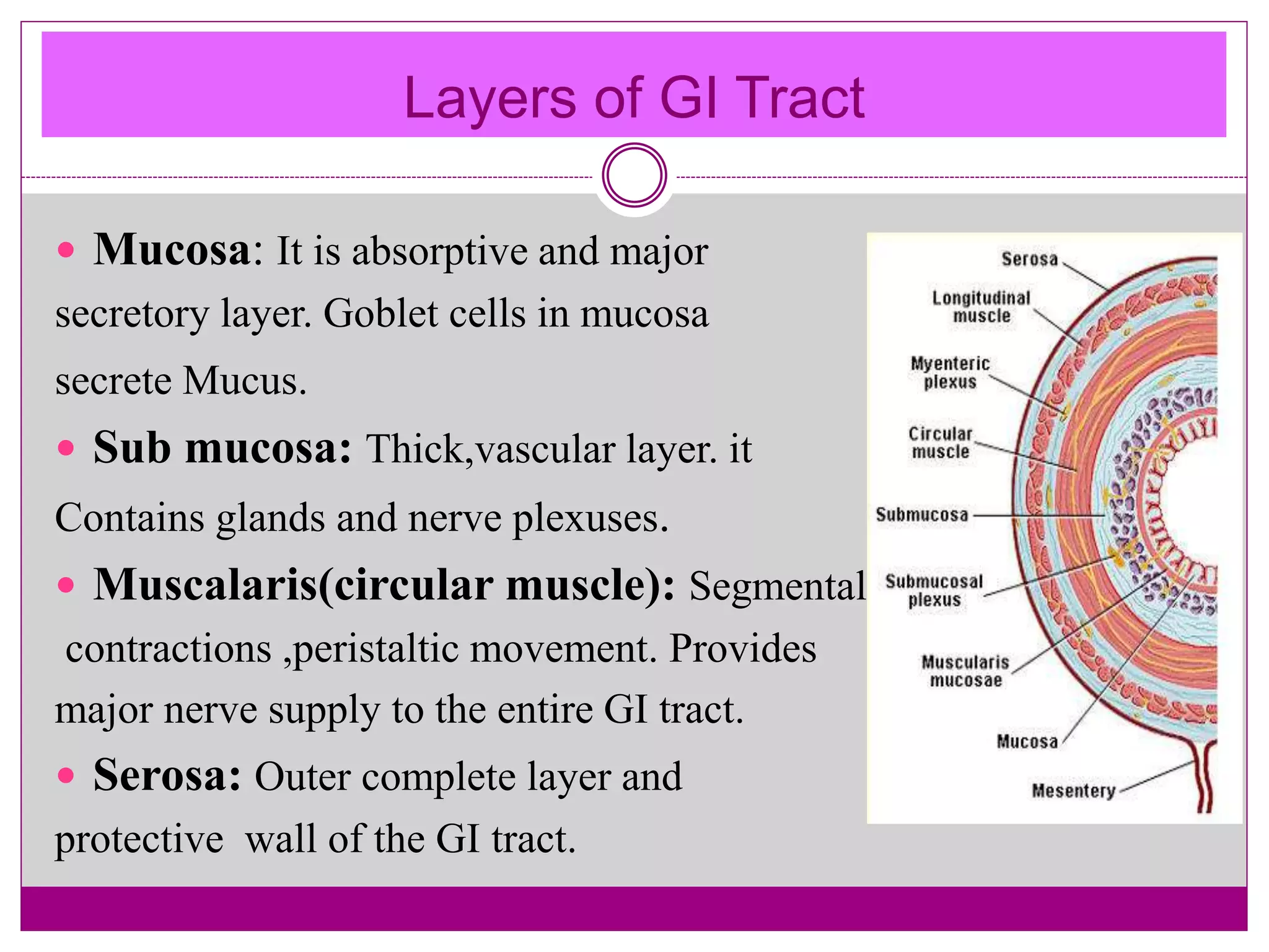 Layers of GI Tract
 Mucosa: It is absorptive and major
secretory layer. Goblet cells in mucosa
secrete Mucus.
 Sub mucosa: Thick,vascular layer. it
Contains glands and nerve plexuses.
 Muscalaris(circular muscle): Segmental
contractions ,peristaltic movement. Provides
major nerve supply to the entire GI tract.
 Serosa: Outer complete layer and
protective wall of the GI tract.
 