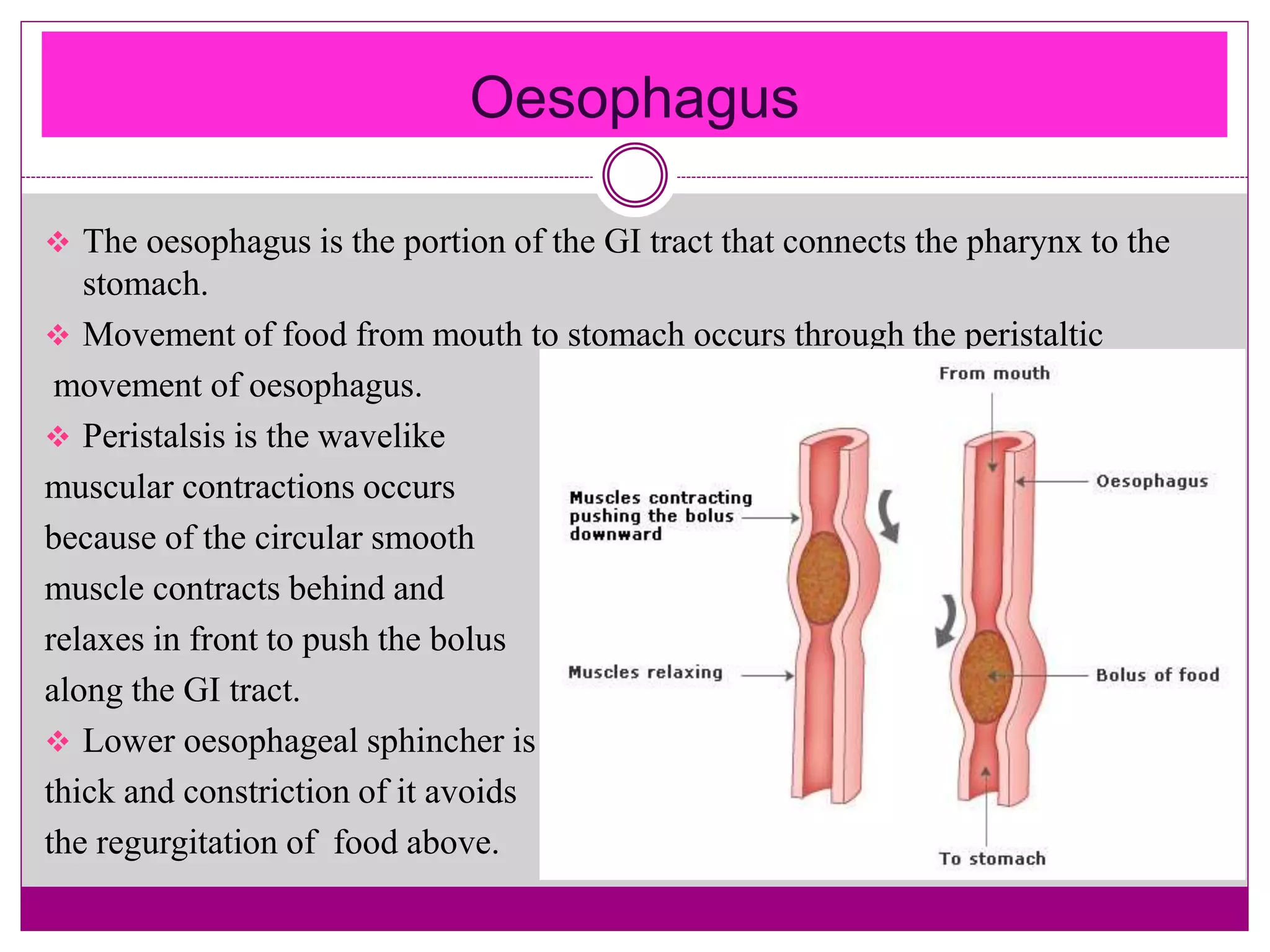 Oesophagus
 The oesophagus is the portion of the GI tract that connects the pharynx to the
stomach.
 Movement of food from mouth to stomach occurs through the peristaltic
movement of oesophagus.
 Peristalsis is the wavelike
muscular contractions occurs
because of the circular smooth
muscle contracts behind and
relaxes in front to push the bolus
along the GI tract.
 Lower oesophageal sphincher is
thick and constriction of it avoids
the regurgitation of food above.
 