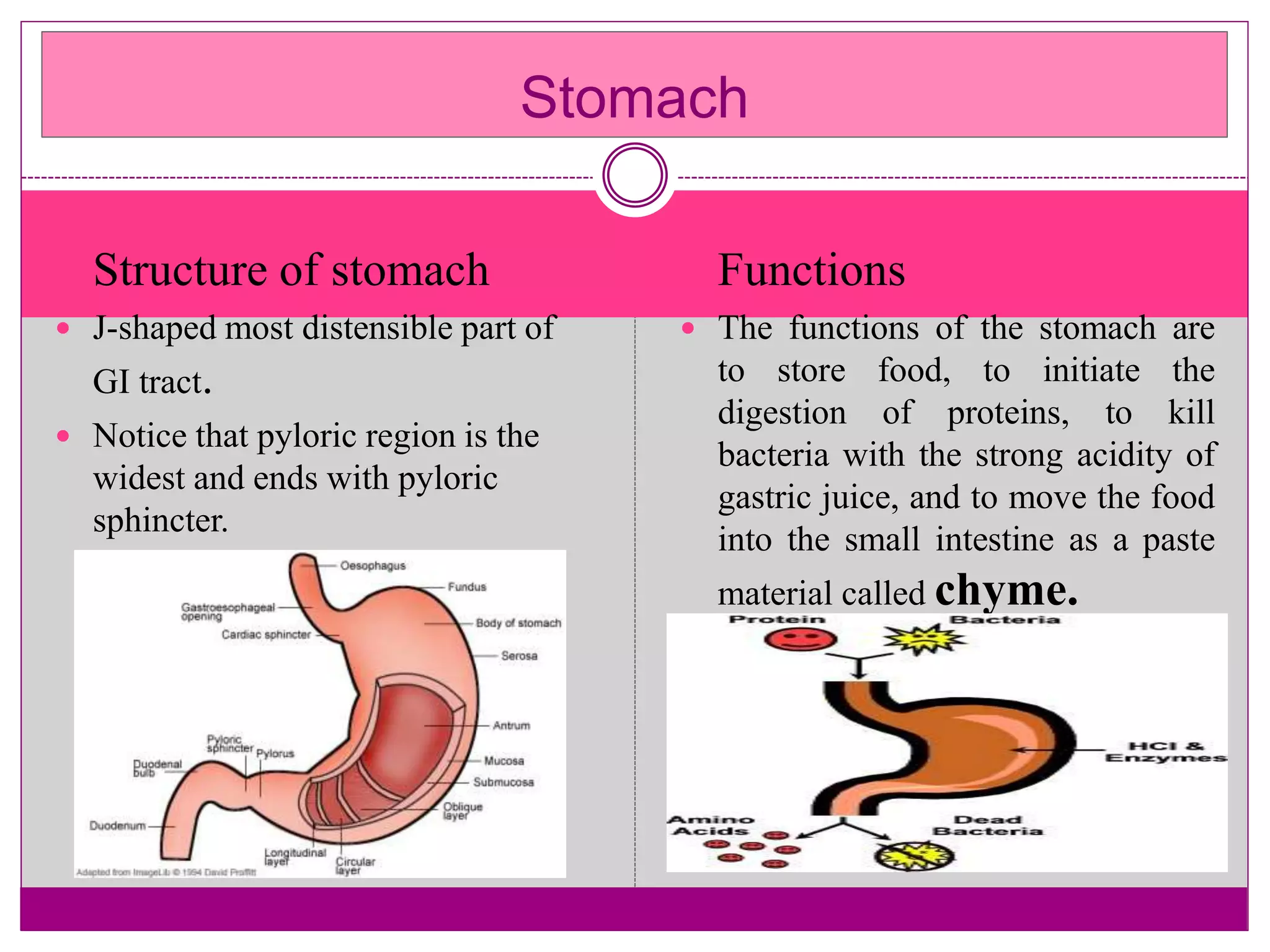  Structure of stomach
 J-shaped most distensible part of
GI tract.
 Notice that pyloric region is the
widest and ends with pyloric
sphincter.
 Functions
 The functions of the stomach are
to store food, to initiate the
digestion of proteins, to kill
bacteria with the strong acidity of
gastric juice, and to move the food
into the small intestine as a paste
material called chyme.
Stomach
 