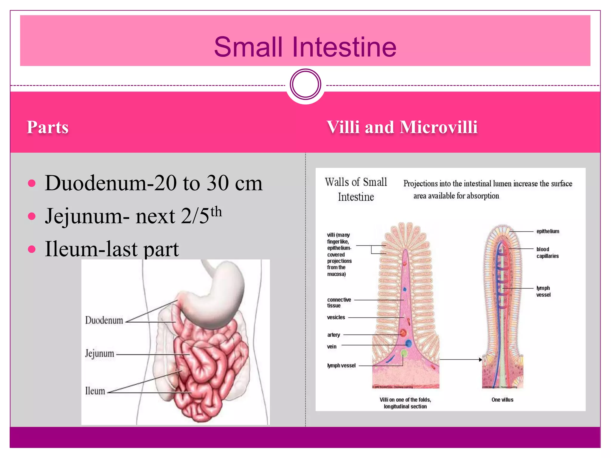 Parts Villi and Microvilli
Small Intestine
 Duodenum-20 to 30 cm
 Jejunum- next 2/5th
 Ileum-last part
 