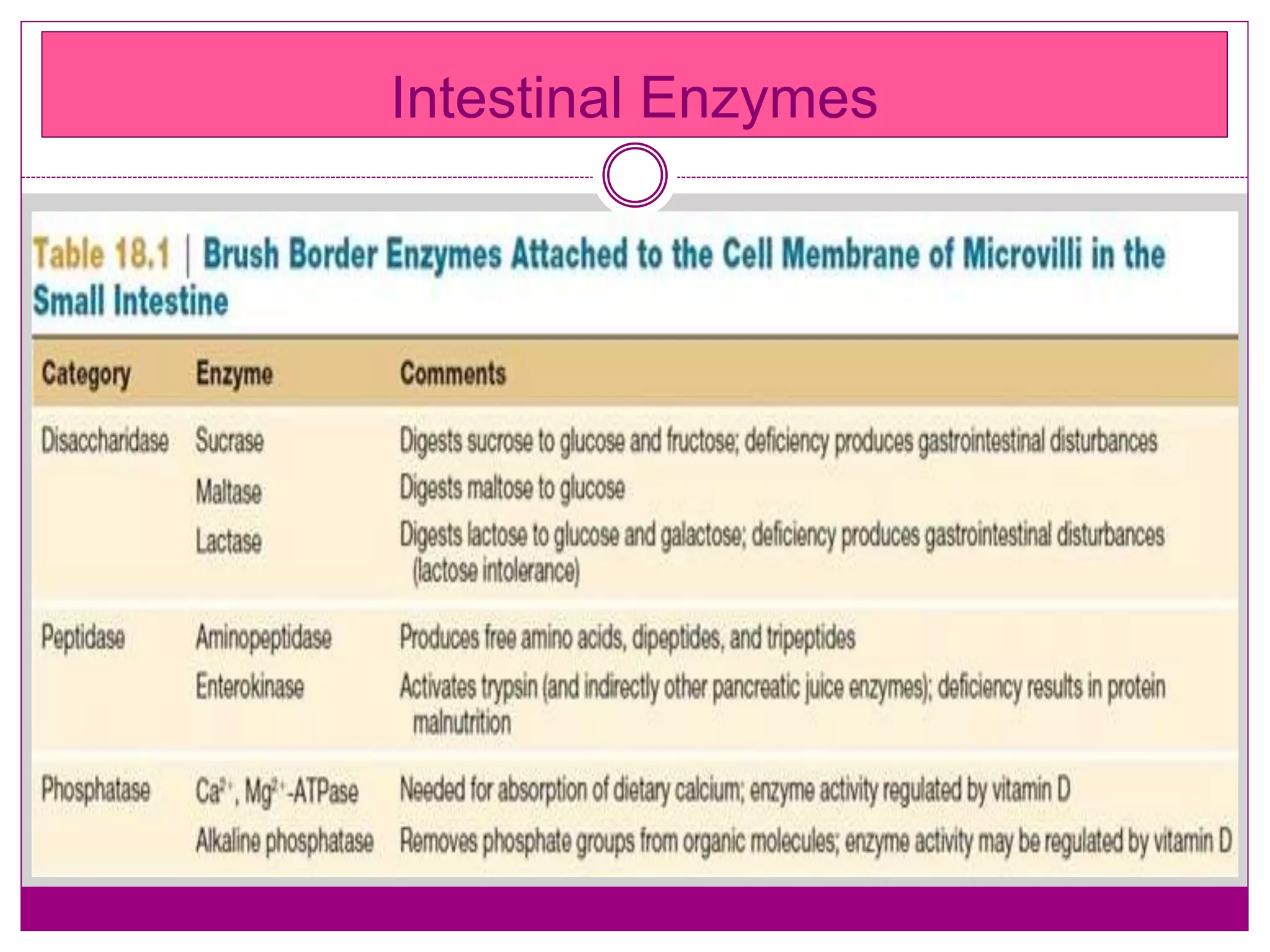Intestinal Enzymes
 