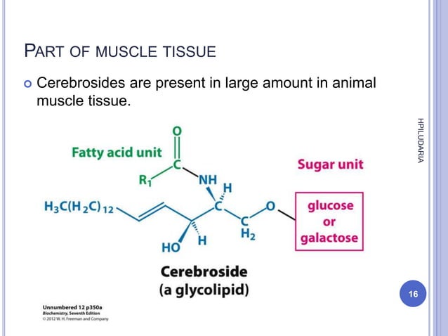Functions of glycolipid