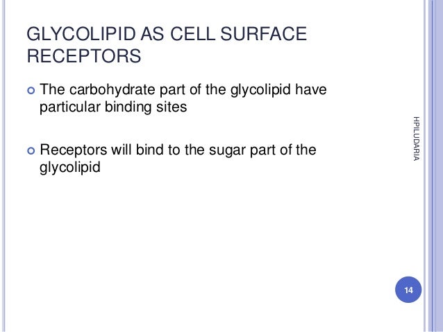 Functions of glycolipid
