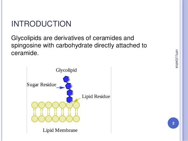 Functions of glycolipid