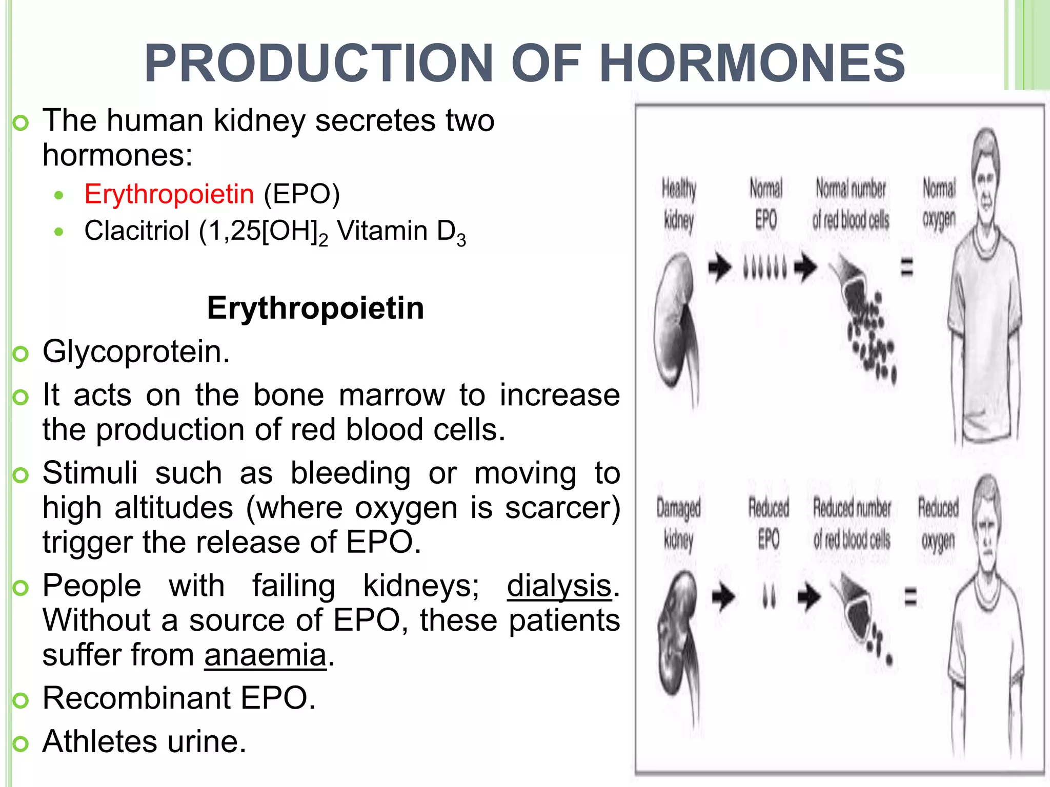 PRODUCTION OF HORMONES
 The human kidney secretes two
hormones:
 Erythropoietin (EPO)
 Clacitriol (1,25[OH]2 Vitamin D3
Erythropoietin
 Glycoprotein.
 It acts on the bone marrow to increase
the production of red blood cells.
 Stimuli such as bleeding or moving to
high altitudes (where oxygen is scarcer)
trigger the release of EPO.
 People with failing kidneys; dialysis.
Without a source of EPO, these patients
suffer from anaemia.
 Recombinant EPO.
 Athletes urine.
 