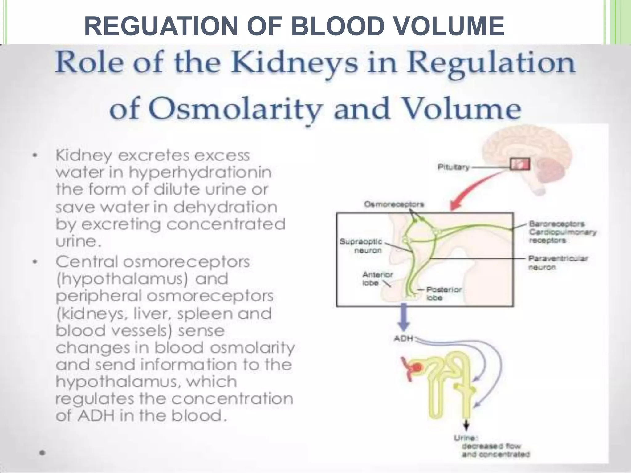 REGUATION OF BLOOD VOLUME
 