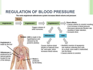 REGULATION OF BLOOD PRESSURE
 