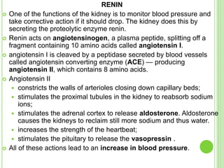 RENIN
 One of the functions of the kidney is to monitor blood pressure and
take corrective action if it should drop. The kidney does this by
secreting the proteolytic enzyme renin.
 Renin acts on angiotensinogen, a plasma peptide, splitting off a
fragment containing 10 amino acids called angiotensin I.
 angiotensin I is cleaved by a peptidase secreted by blood vessels
called angiotensin converting enzyme (ACE) — producing
angiotensin II, which contains 8 amino acids.
 Angiotensin II
 constricts the walls of arterioles closing down capillary beds;
 stimulates the proximal tubules in the kidney to reabsorb sodium
ions;
 stimulates the adrenal cortex to release aldosterone. Aldosterone
causes the kidneys to reclaim still more sodium and thus water.
 increases the strength of the heartbeat;
 stimulates the pituitary to release the vasopressin .
 All of these actions lead to an increase in blood pressure.
 