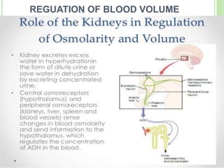 REGUATION OF BLOOD VOLUME
 