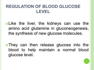 REGULATION OF BLOOD GLUCOSE
LEVEL
Like the liver, the kidneys can use the
amino acid glutamine in gluconeogenesis,
the synthesis of new glucose molecules.
They can then release glucose into the
blood to help maintain a normal blood
glucose level.
 