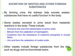 EXCRETION OF WASTES AND OTHER FOREIGN
SUBSTANCES
 By forming urine, the kidneys help excrete wastes-
substances that have no useful function in the body.
 Some wastes excreted in urine result from metabolic
reactions in the body. These include:
 Ammonia and urea from deamination of amino acids.
 Bilirubin from the catabolism of haemoglobin.
 Creatinine from the breakdown of creatinine phosphate in muscle
fibres.
 Uric acid from the catabolism of nucleic acids.
 Other wastes include foreign substances from the diet,
such as drugs and environmental toxins.
 