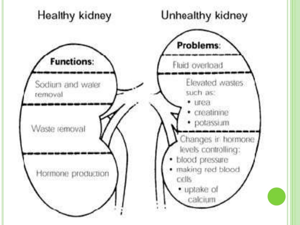 Functions of kidney