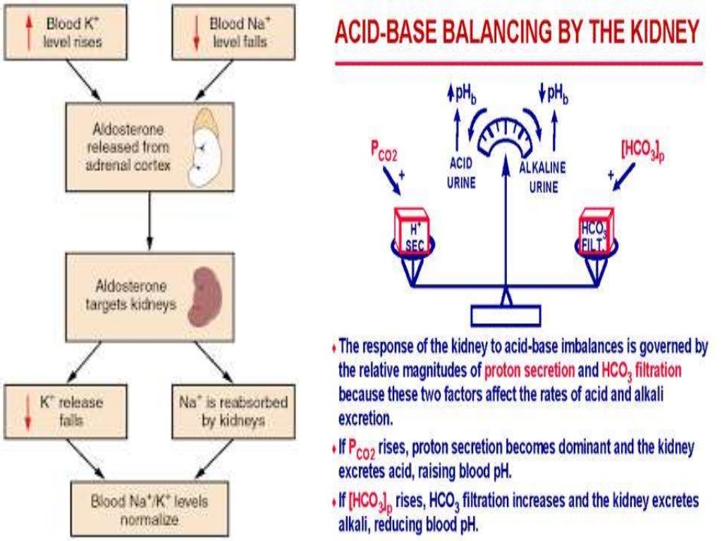 Functions of kidney
