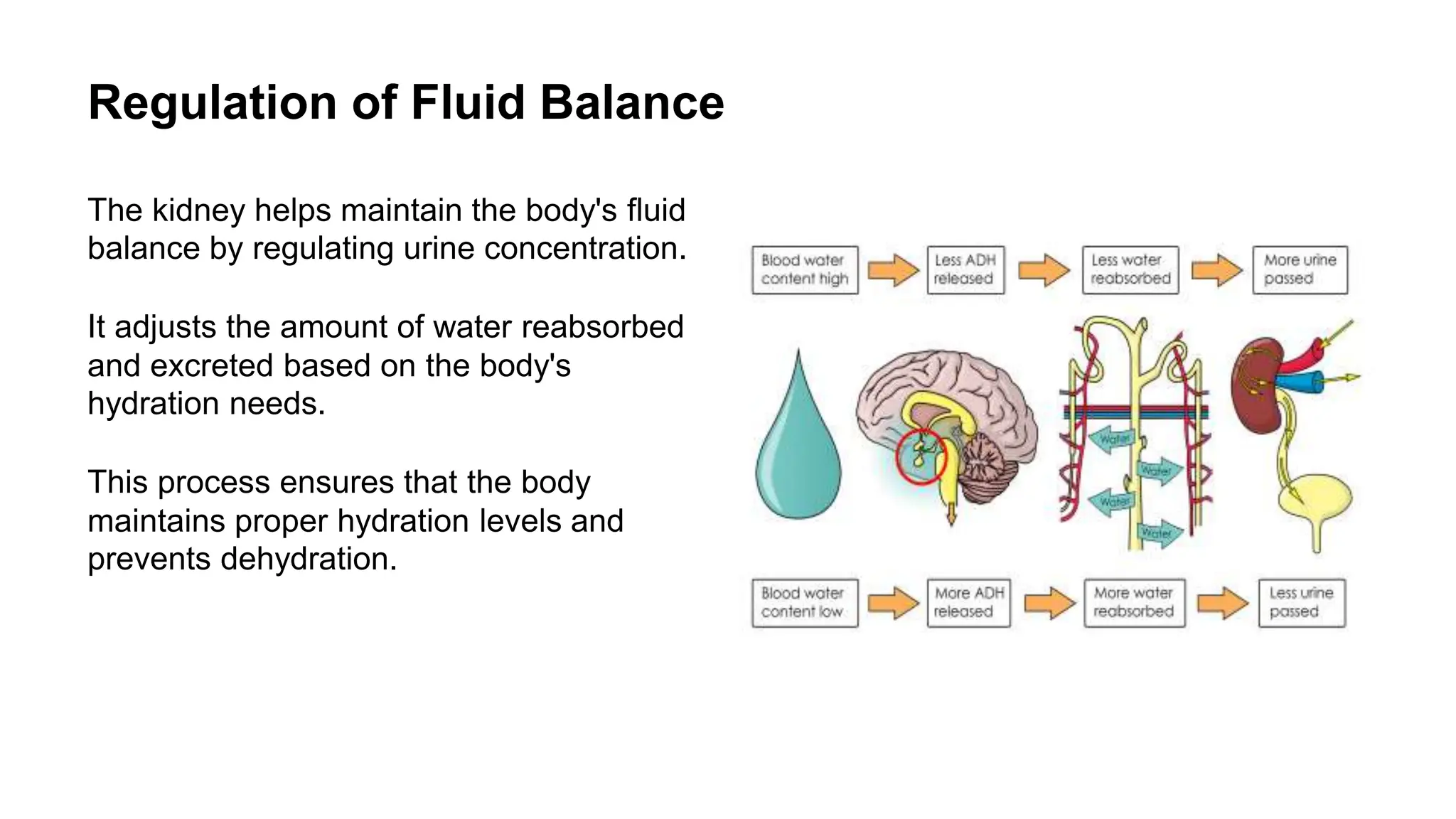 Functions Of Kidney.pptx