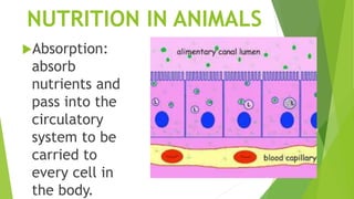 Functions of living things-Nutrition | PPTX